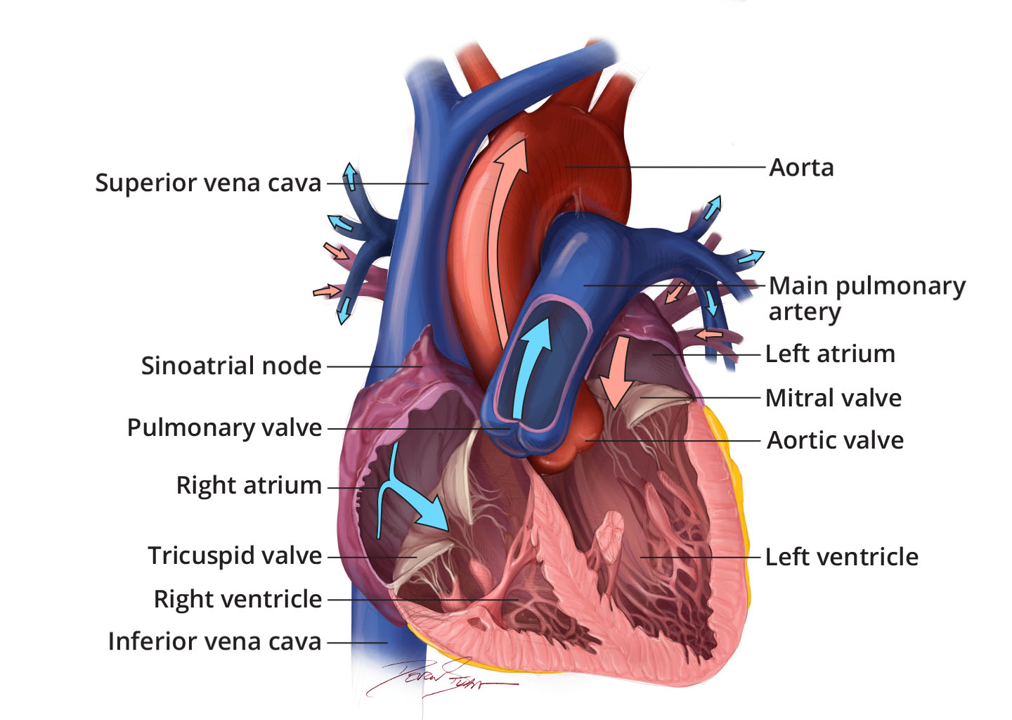 How the Heart Works - What the Heart Looks Like | NHLBI, NIH