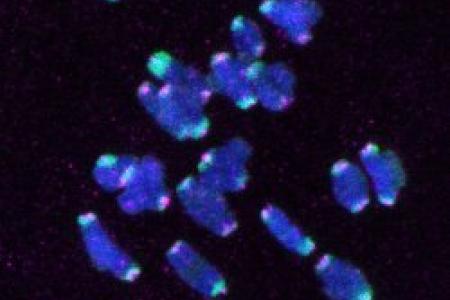 Meiotic bivalents pairing