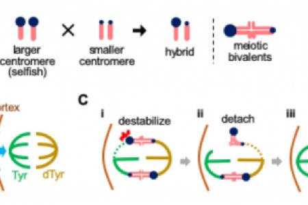 Cell biology of centromere drive.