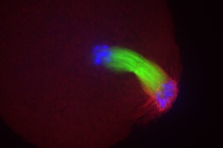 Mouse oocyte cells