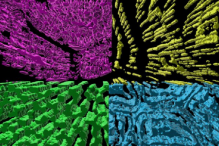 Drosophila Mito Networks