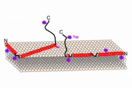 Molecular details of α-synuclein membrane association probed by neutrons and photons