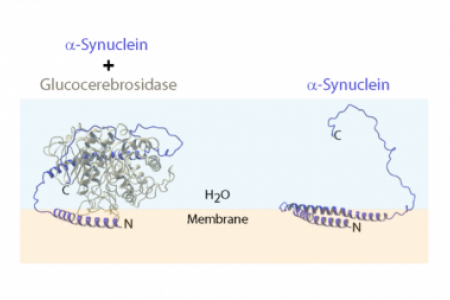 Structural features of membrane-bound glucocerebrosidase and α-synuclein probed by neutron reflectometry and fluorescence spectroscopy