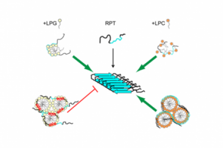 Lysophospholipid-containing membranes modulate the fibril formation of the repeat domain of a human functional amyloid