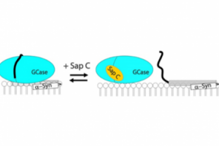 Saposin C protects glucocerebrosidase against α-synuclein inhibition