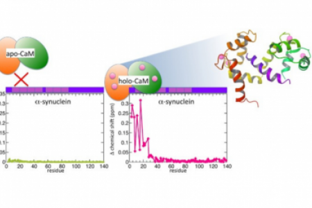 NMR structure of calmodulin complexed to an N-terminally acetylated α-synuclein peptide