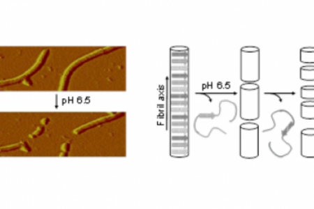 Probing fibril dissolution of the repeat domain of a functional amyloid, Pmel17, on the microscopic and residue level