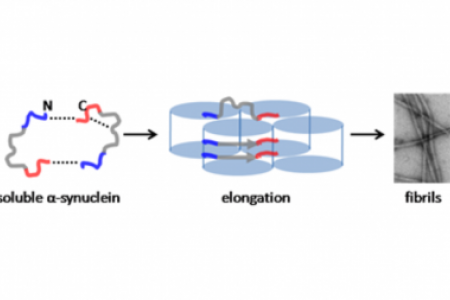 Residue-specific fluorescent probes of α-synuclein: Detection of early events at the N- and C-termini during fibril assembly