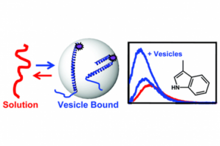 Tryptophan probes at the α-synuclein and membrane interface