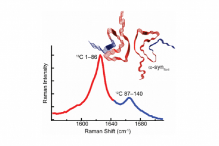 Segmental 13C-labeling and Raman microspectroscopy of α-synuclein amyloid formation