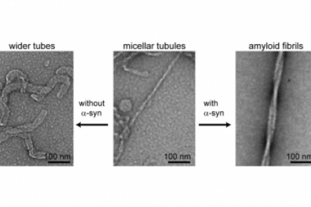 Stimulation of α-synuclein amyloid formation by phosphatidyglycerol micellar tubules,